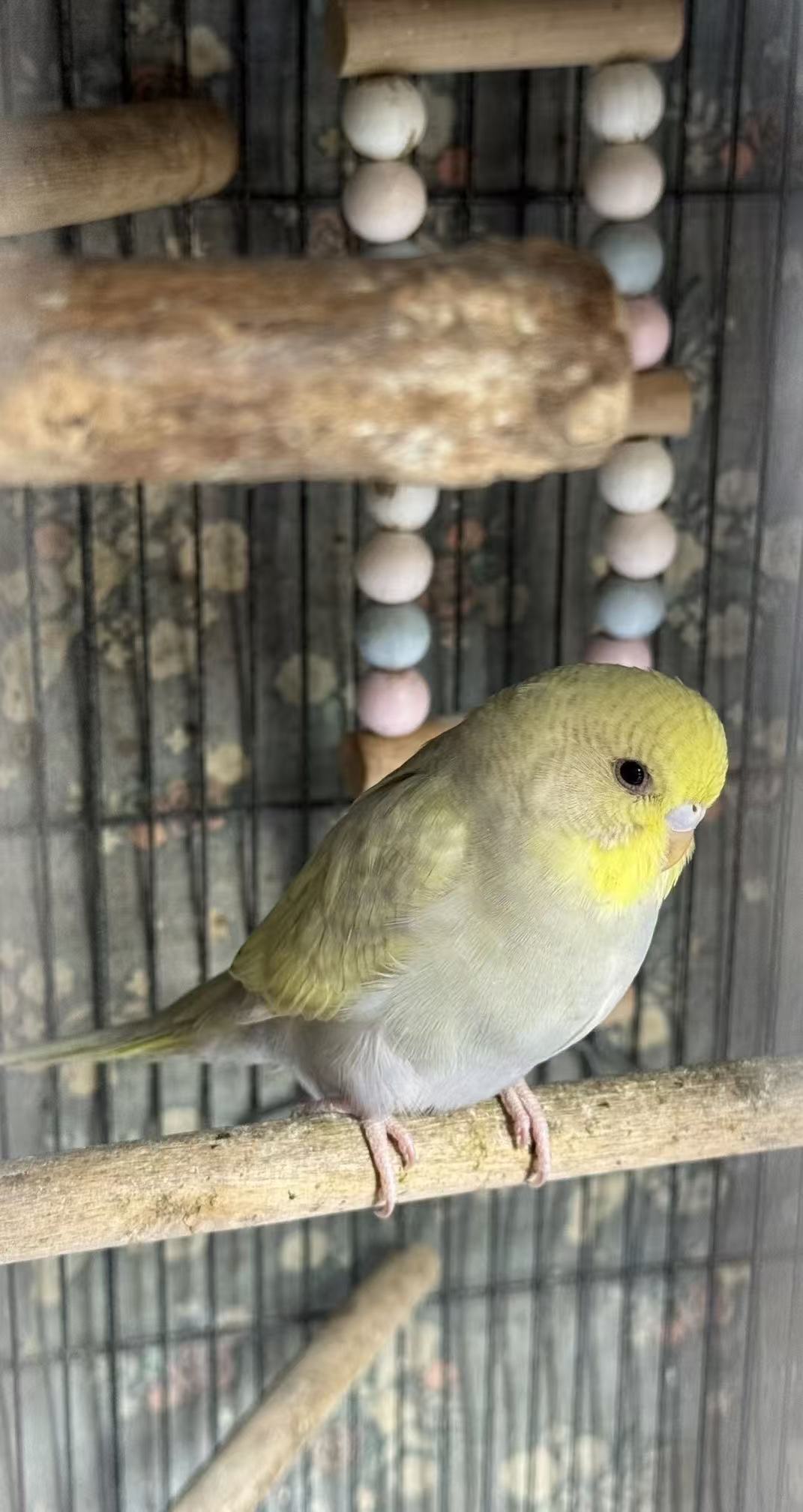 Morphological and Flavor Characteristics of a New Durian Cultivar ”Yingliu No.1” (Tentative Name) with Banana Aroma cover